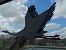 Тодираш Алина