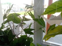 Маков Илья