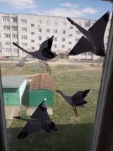 Бабушкина Карина
